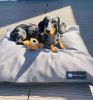 NRDOGS Soft Magic Basic kutyafekhely - szürke  90x56 cm