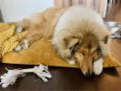 NRDOGS Soft Magic Basic kutyafekhely - okkersárga  90x56 cm