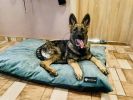 NRDOGS Soft Magic Basic kutyafekhely - oceánkék  90x56 cm