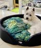 NRDOGS Peremes kutyafekhely - dzsungel mintás  50x45 cm