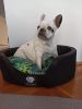 NRDOGS Peremes kutyafekhely - dzsungel mintás  60x53 cm