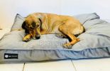 NRDOGS Soft Magic Comfort kutyafekhely - szürke  100x70 cm
