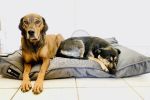 NRDOGS Soft Magic Comfort kutyafekhely - szürke  100x70 cm