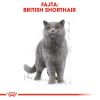 Royal Canin British Shorthair Adult - Brit rövidszőrű felnőtt macska nedves táp 12 x  85 g