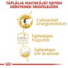Royal Canin British Shorthair Adult - Brit rövidszőrű felnőtt macska nedves táp 12 x  85 g