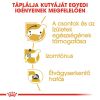 Royal Canin Dachshund Adult - Tacskó felnőtt kutya nedves táp 12 x  85 g