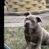 Morpheus