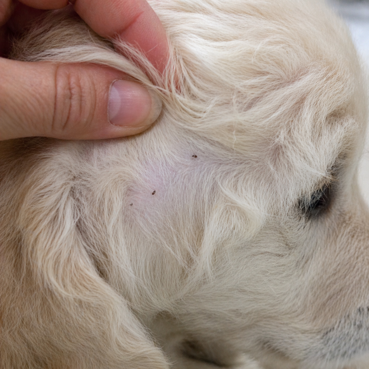 Egy bolha, nem csak egy bolha