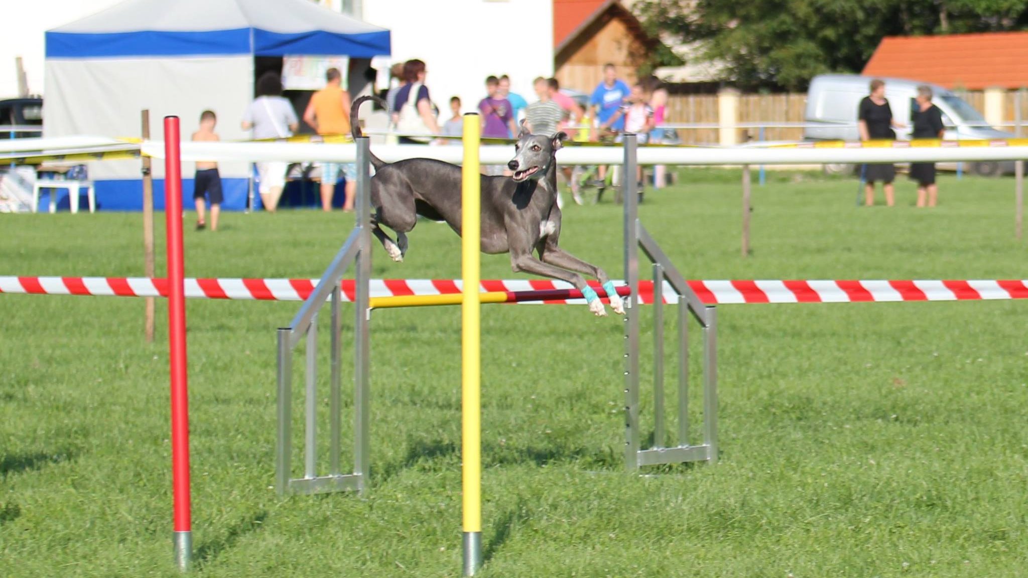 akadály ugró whippet