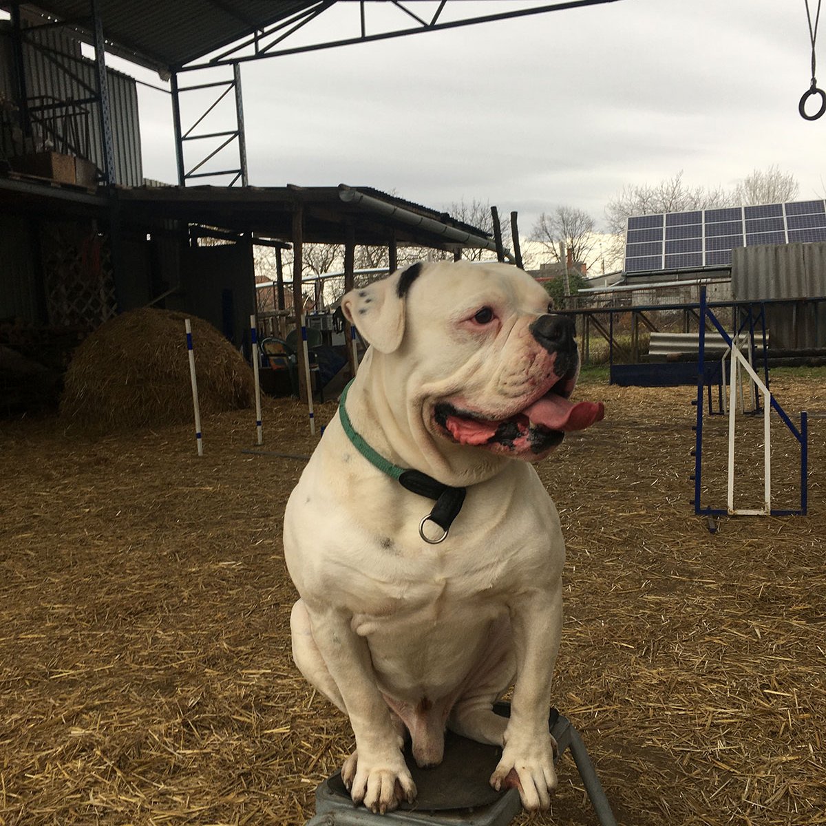 bulldogok