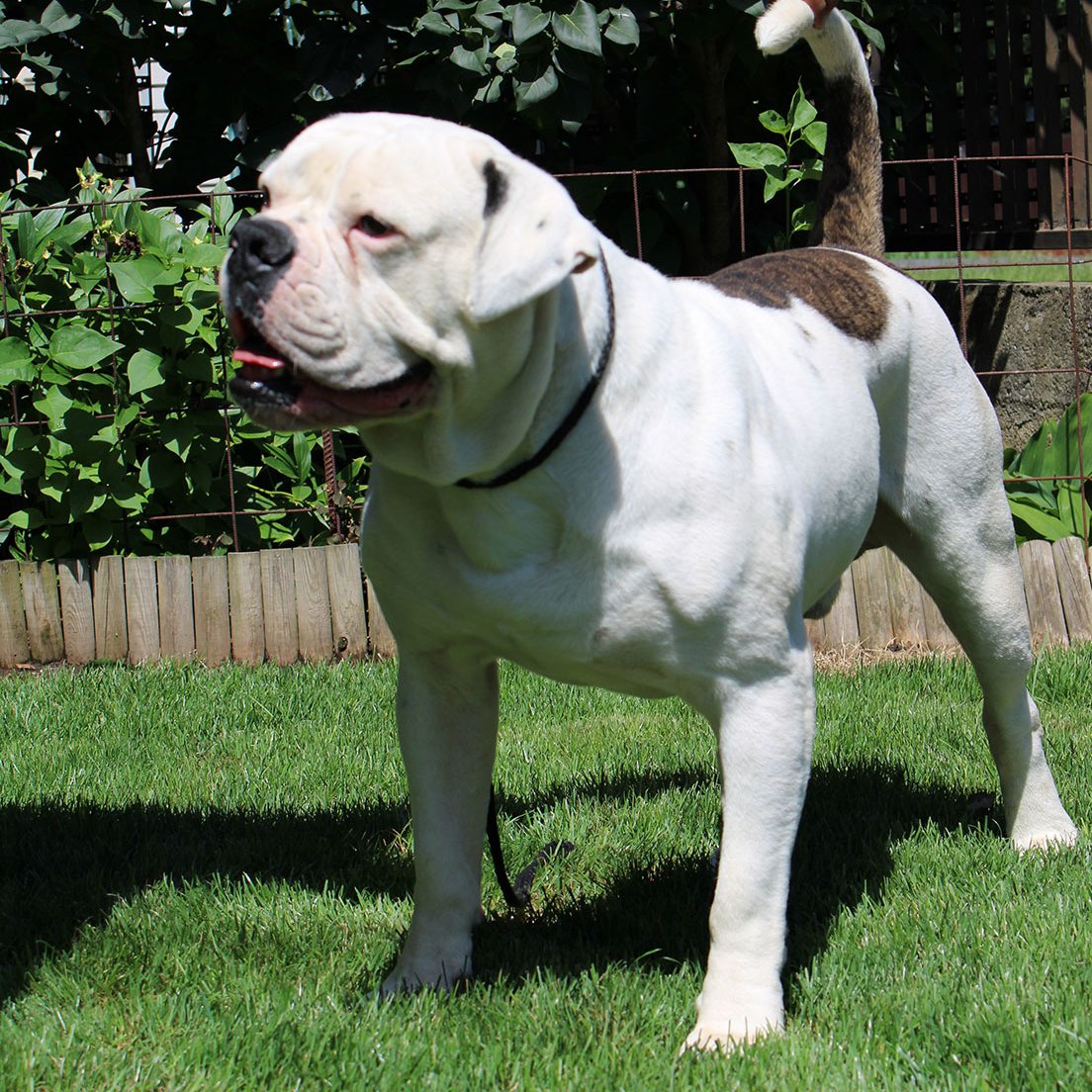 bulldog