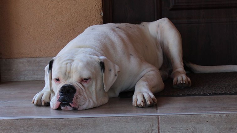 bulldog