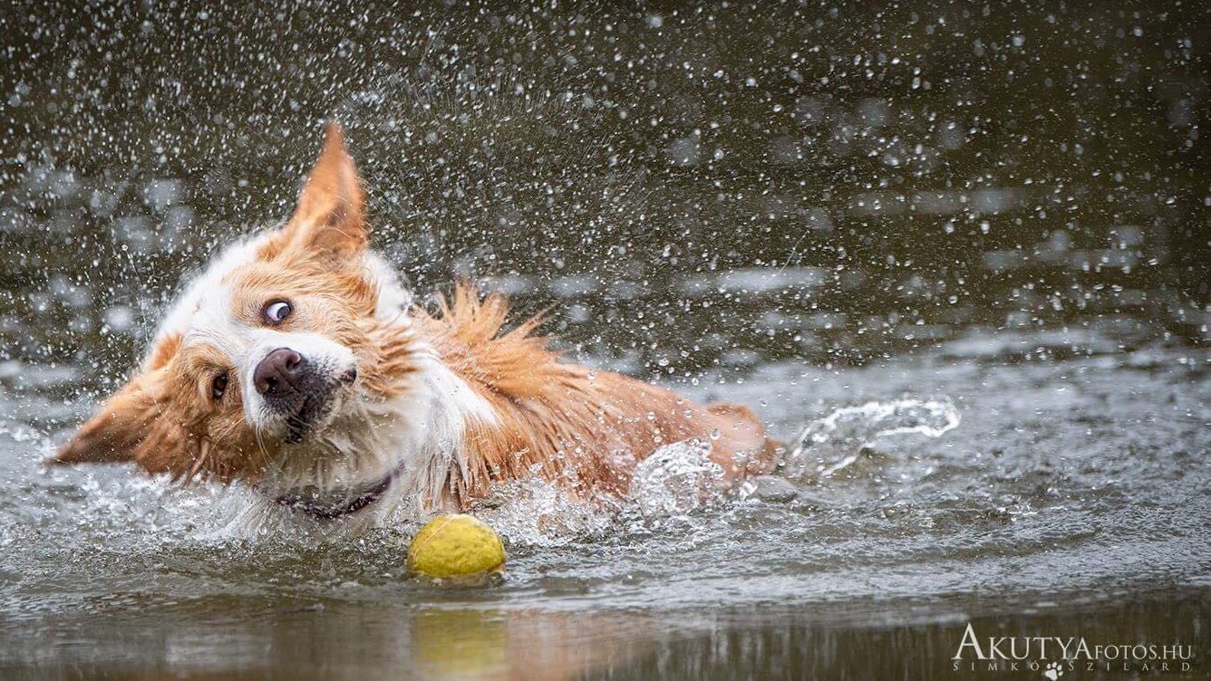 vízben labdázó border collie