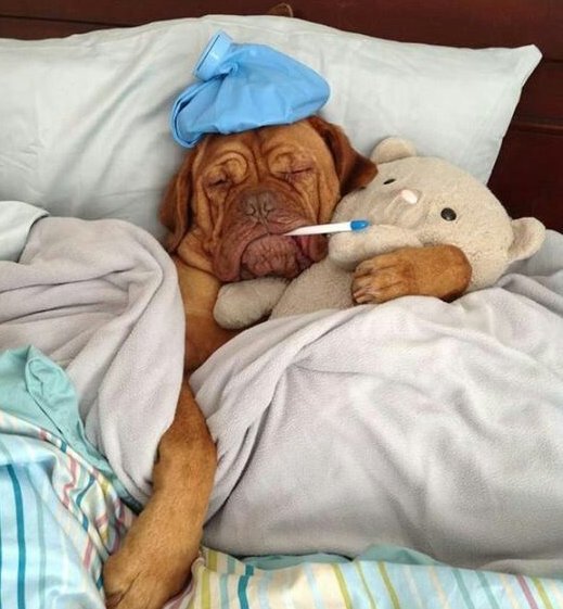 beardouxi dog ágyban lázmérővel