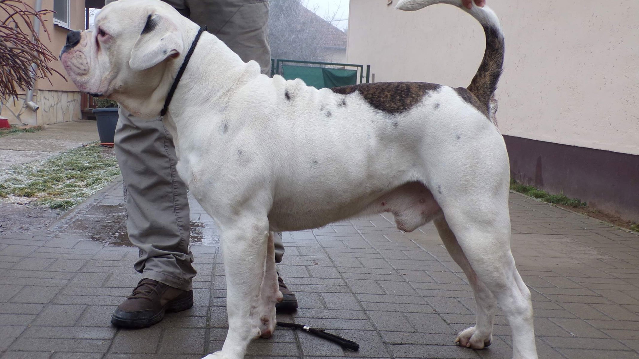 bulldog