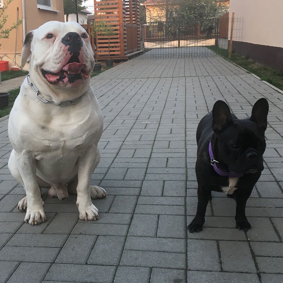 bulldogok