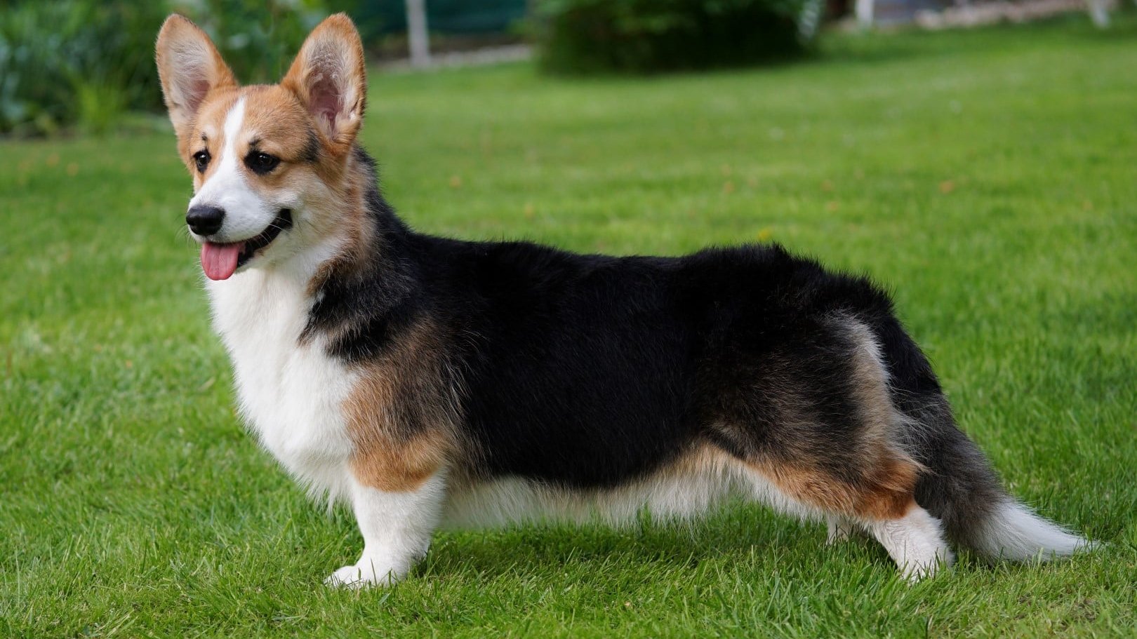 pembroke welsh corgi kiállításon