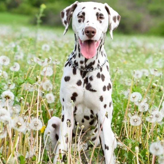 Tóth Noémi a Nomenimi’s Love Spots Dalmata Kennel tulajdonosának fotója
