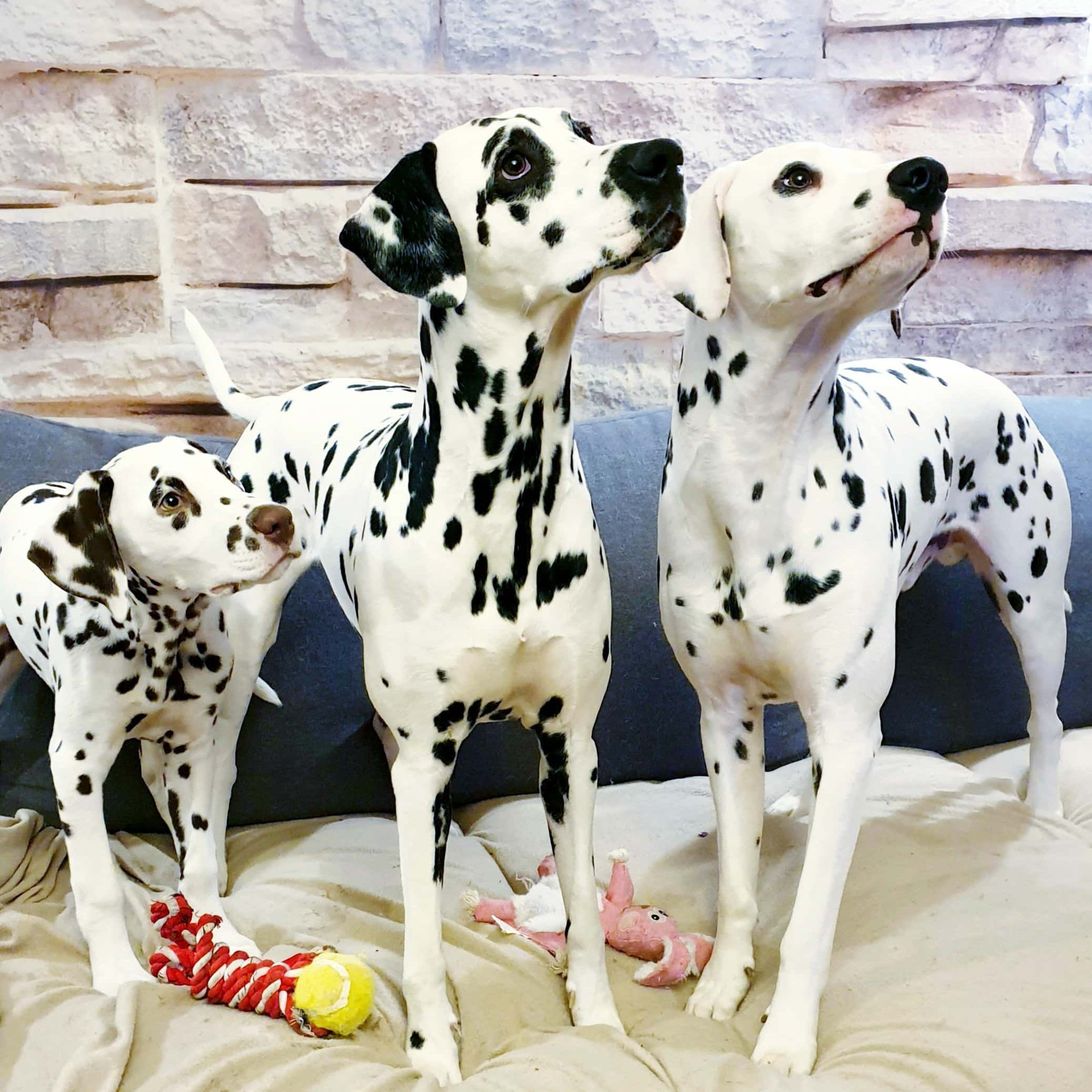 Tóth Noémi a Nomenimi’s Love Spots Dalmata Kennel tulajdonosának fotója