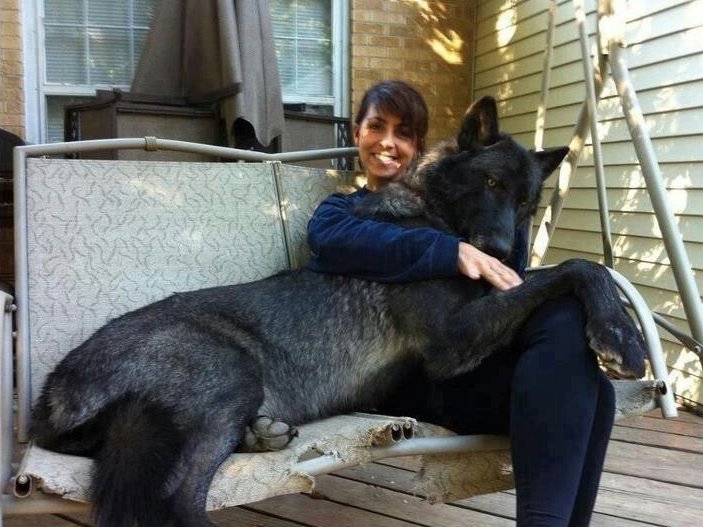 farkas hibrid gazdájával