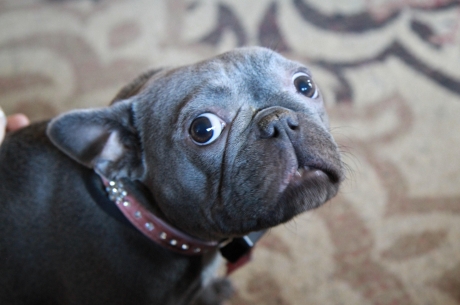 francia bulldog