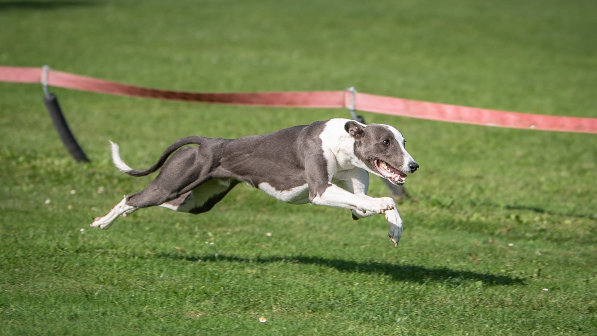 Futó Whippet