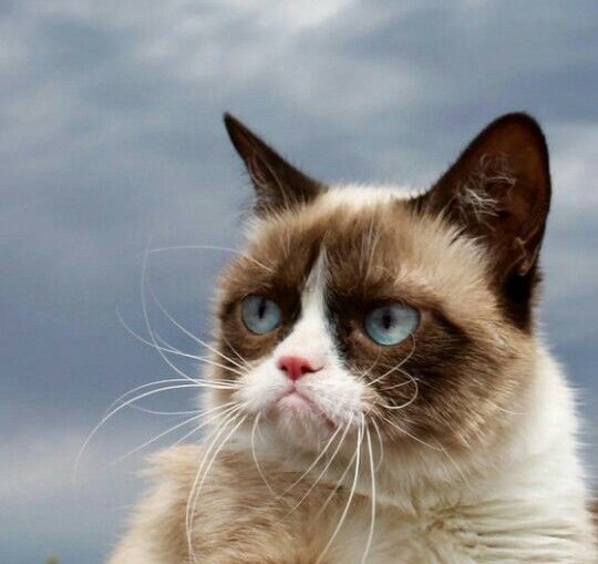 Grumpy Cat