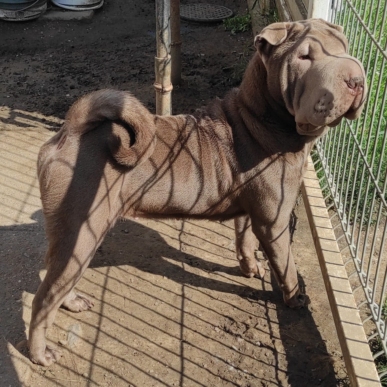 Major Lajos a Phanatic Hungary kennel tulajdonosának fotója