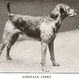 airedale jerry_forrás: dogwooddales.com