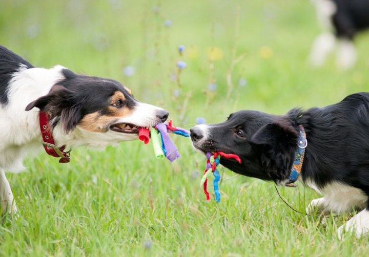 két border játszik