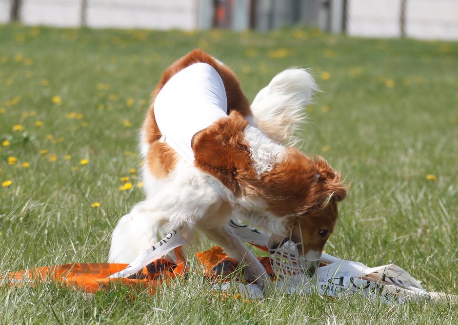 coursing
