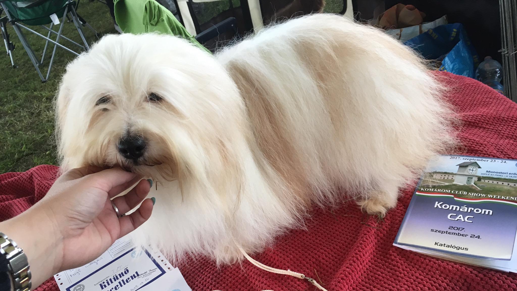 Coton de tuléar kiállításon
