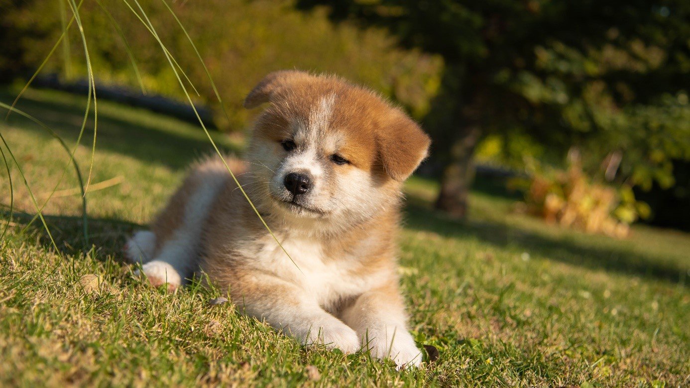 akita inu kölyök