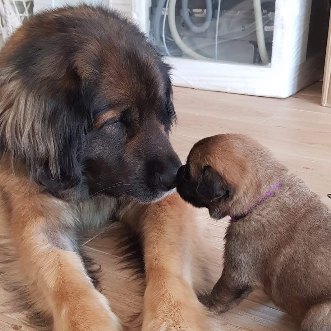 Szomszéd Ágnes a SNOWFLAKE GOLD BEAR Kennel tulajdonosának fotója