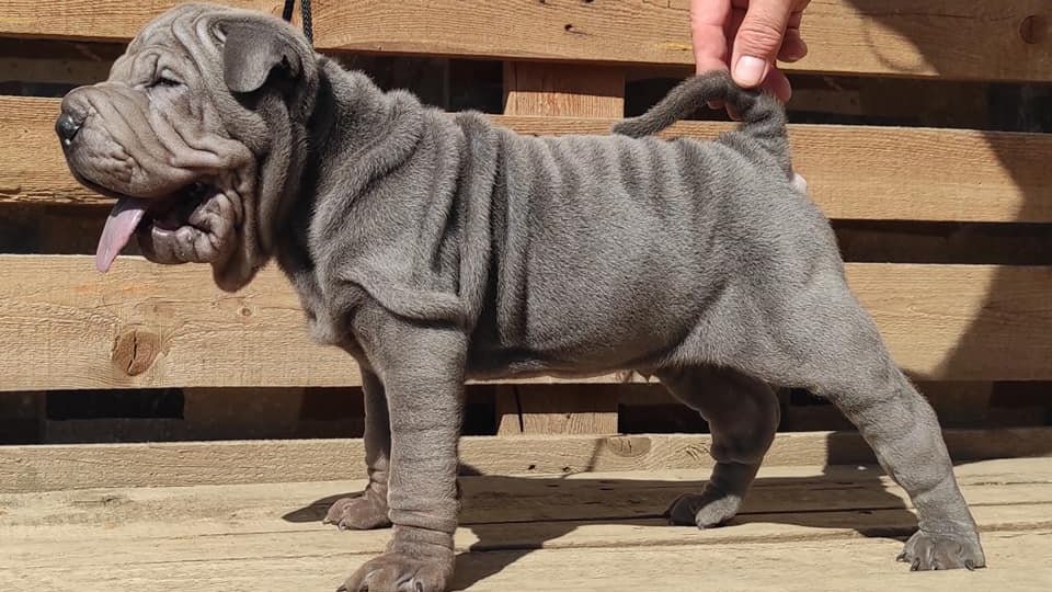 Major Lajos a Phanatic Hungary kennel tulajdonosának fotója