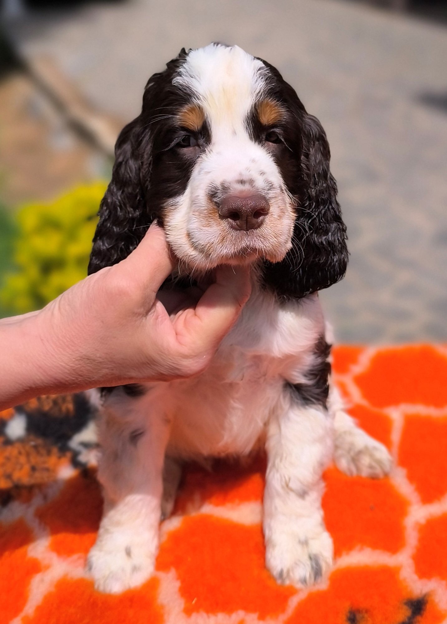 Springer Nest Kennel fotója