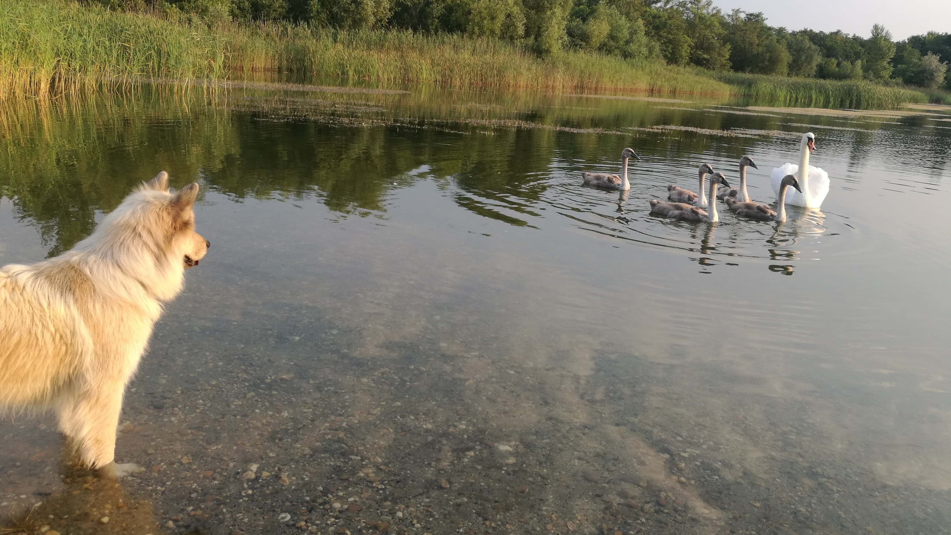 kutya nézi a hattyúkat