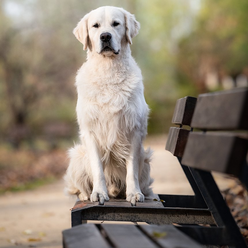 golden retriever padon