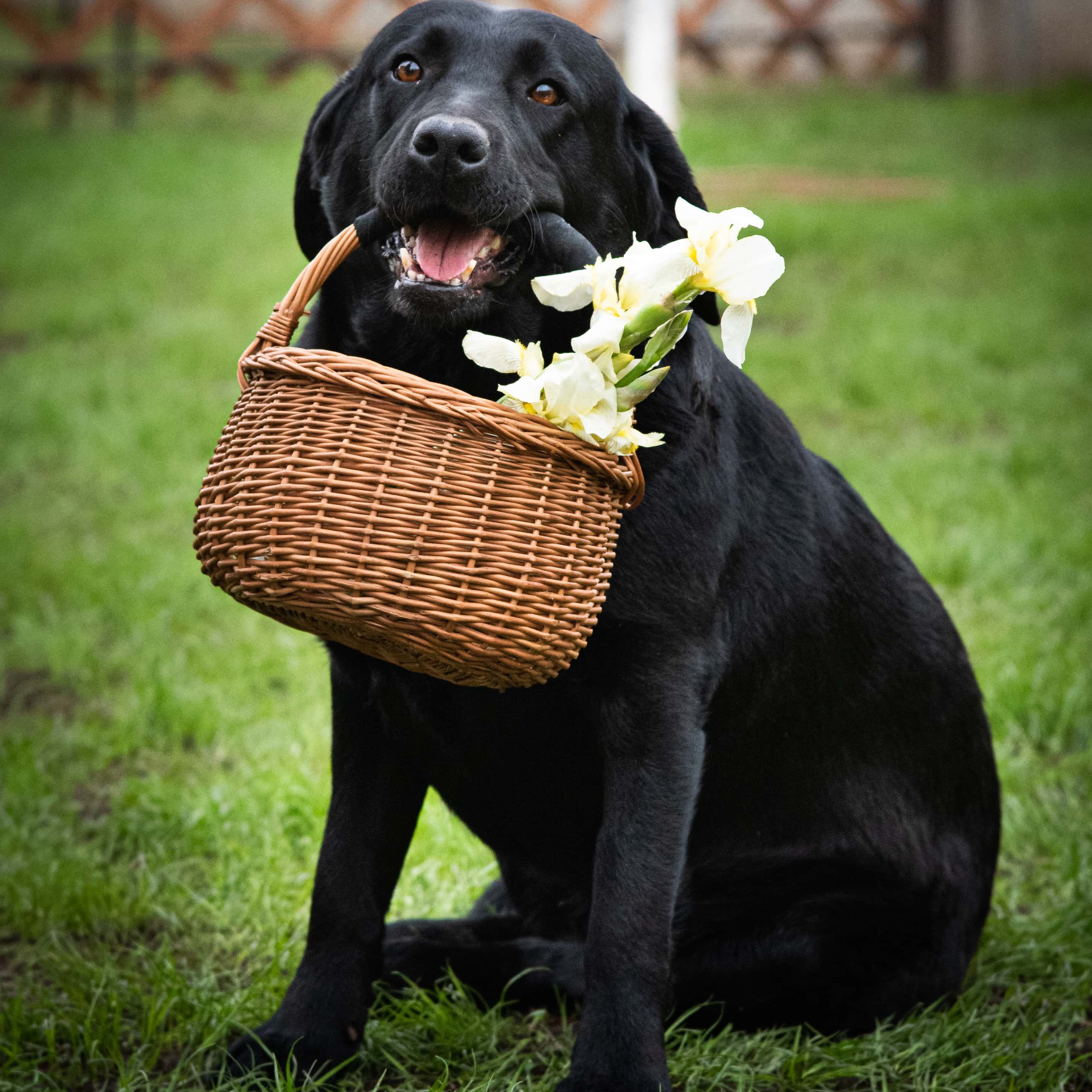 Tátrainé Felleg Zsuzsanna a Happyscute Labredor kennel tulajdonosának fotója
