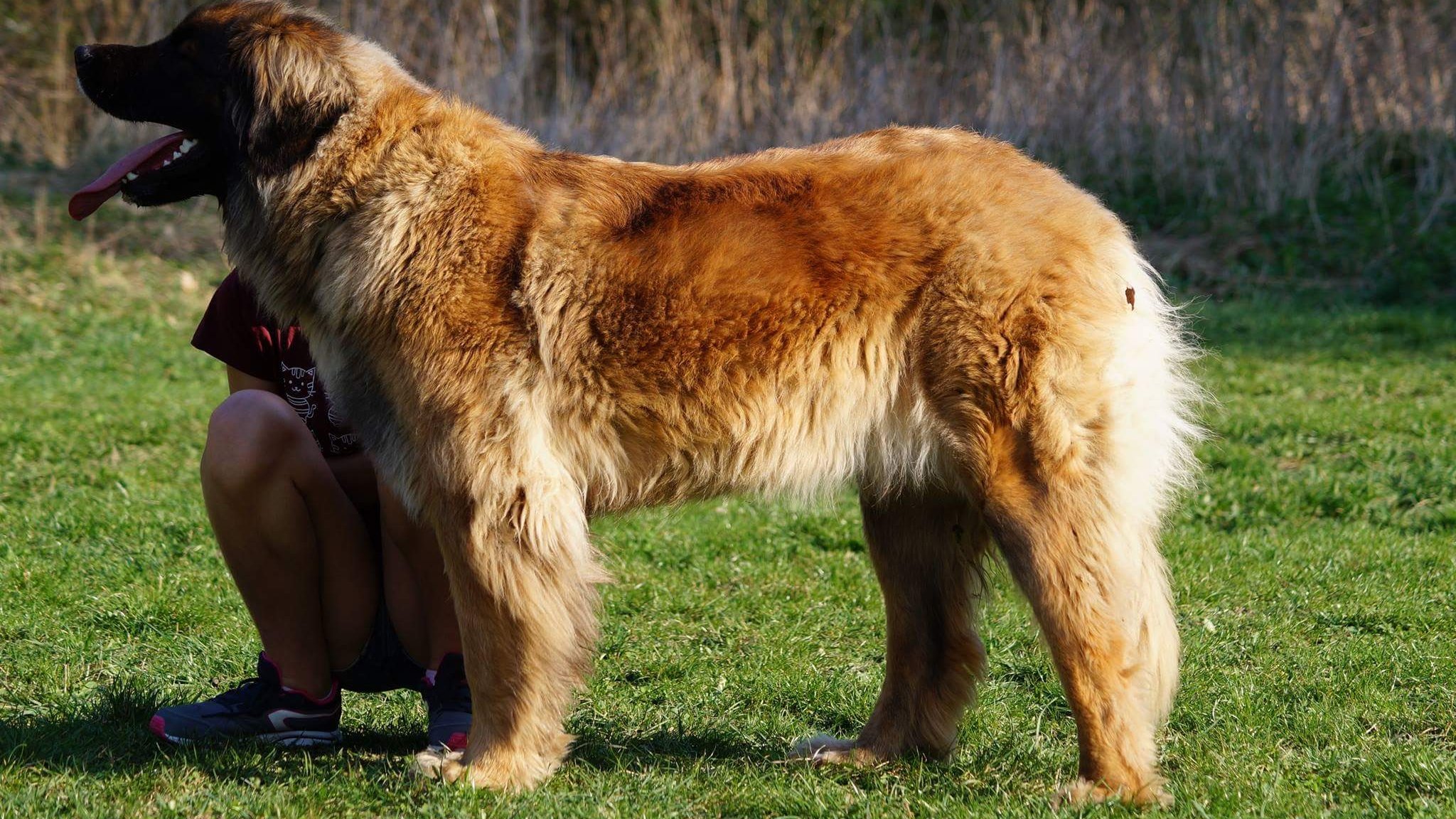 Szomszéd Ágnes a SNOWFLAKE GOLD BEAR Kennel tulajdonosának fotója