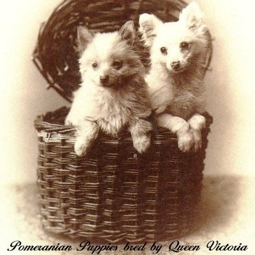 Viktória királynő által tenyészetett kutyák, forrás:nationalpurebreddogday-com