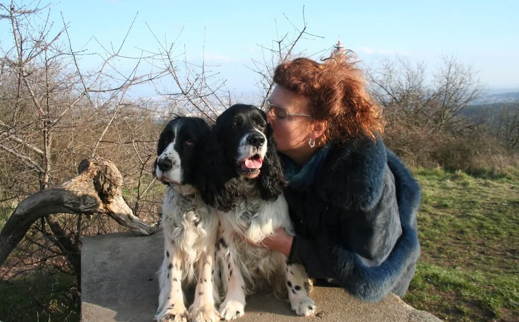 Springer Nest Kennel fotója