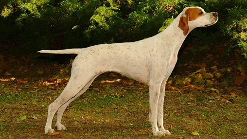 pointer portré