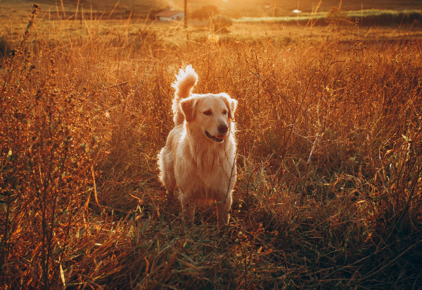 retriever