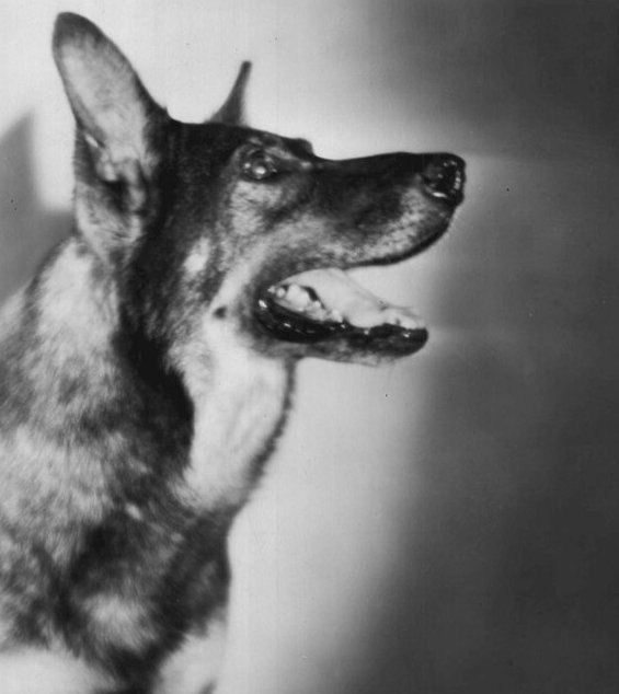 rin tin tin