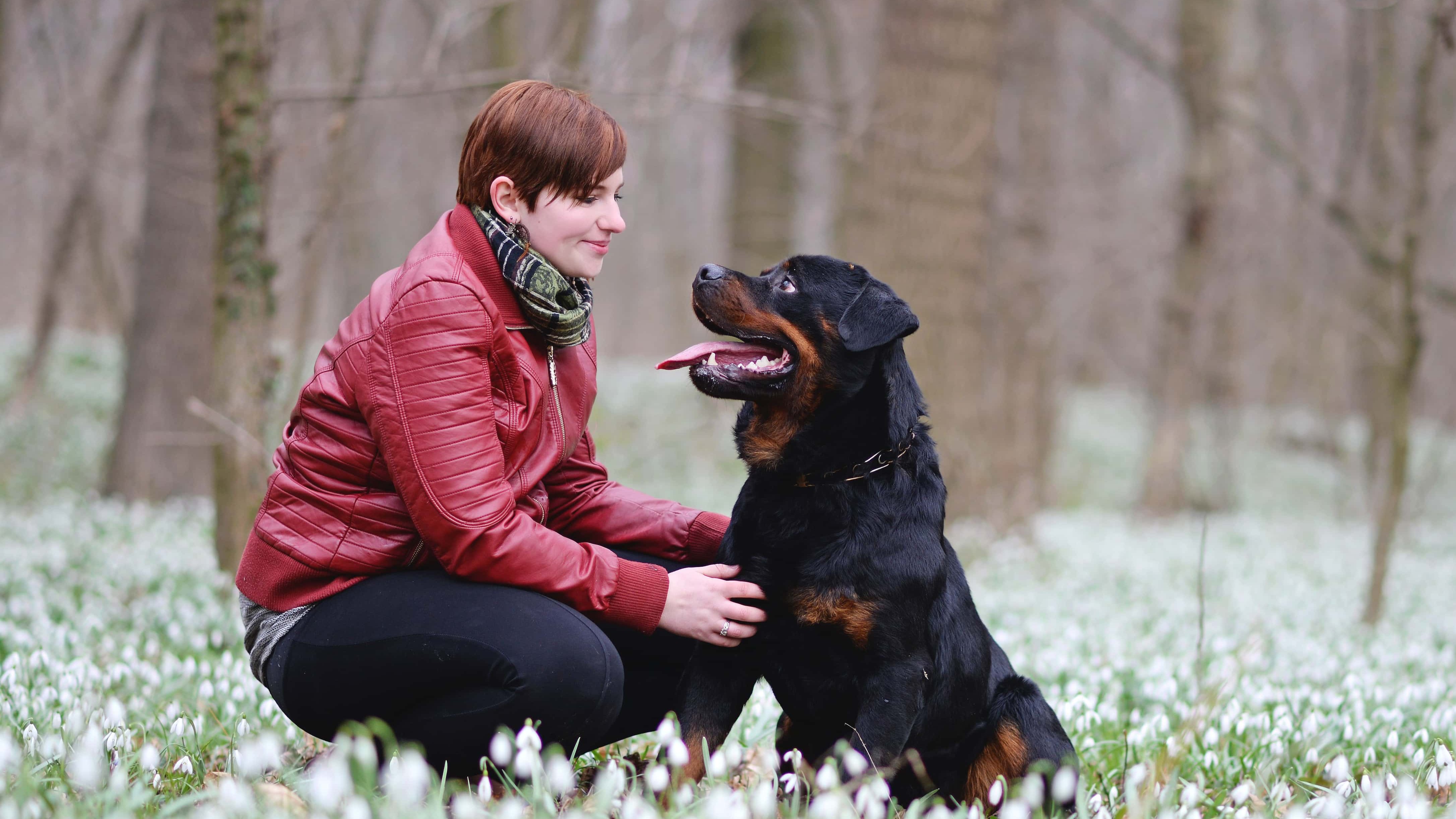 nő rottweillerével guggol a virágok között