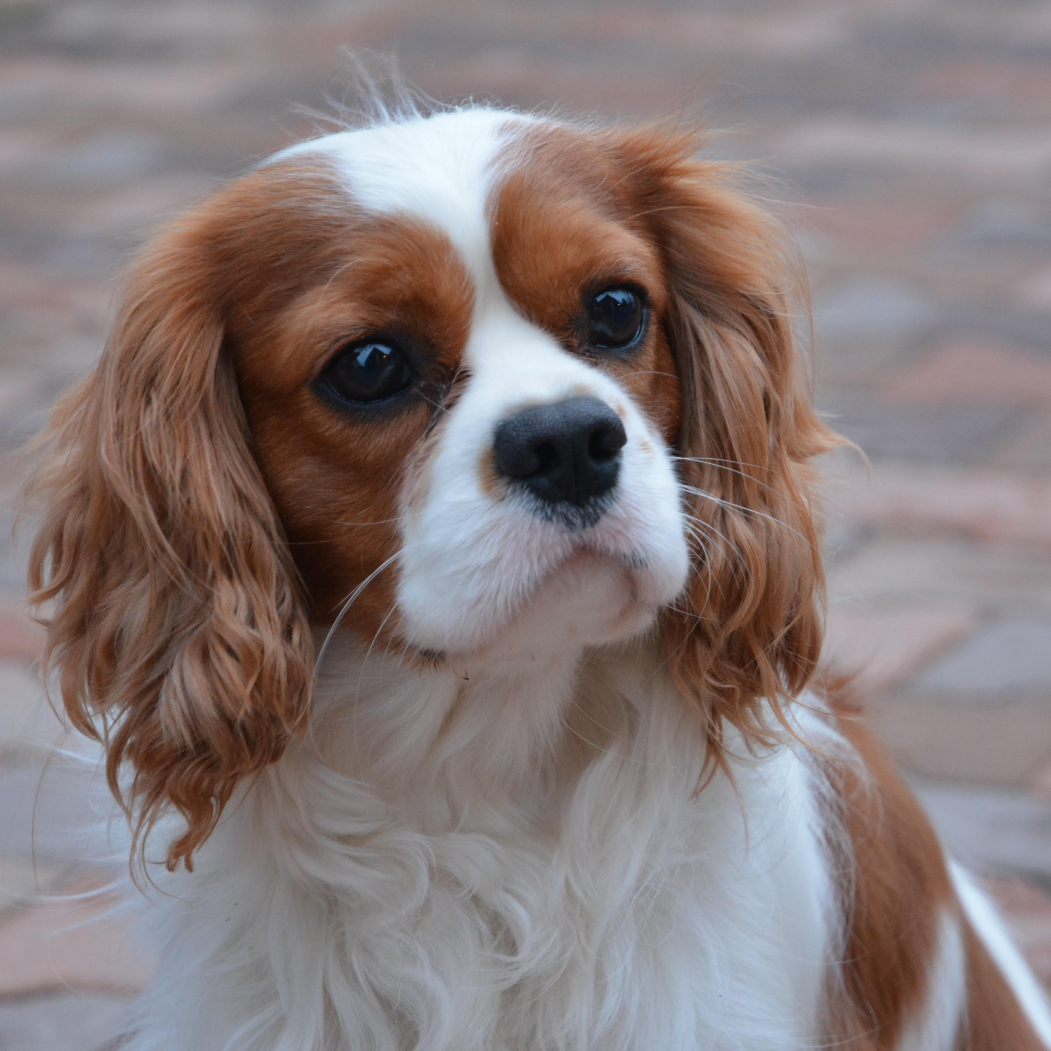 A Royal Gigolo's Cavalier King Charles spaniel kennel fotója