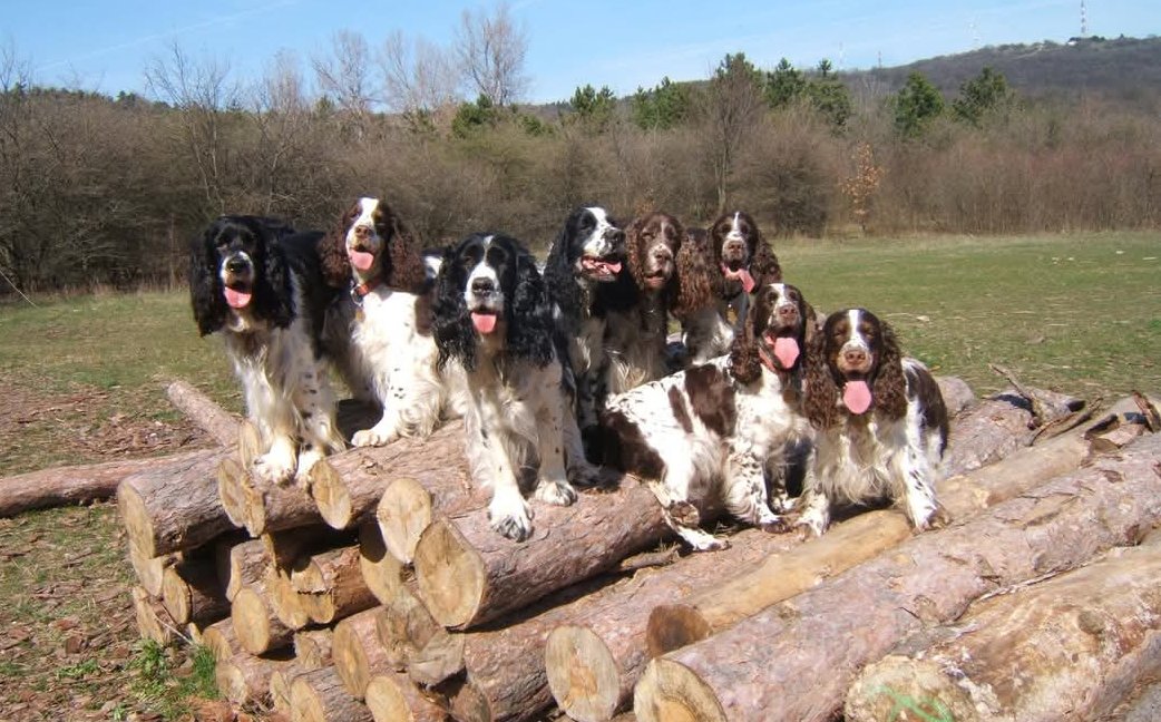 Springer Nest Kennel fotója