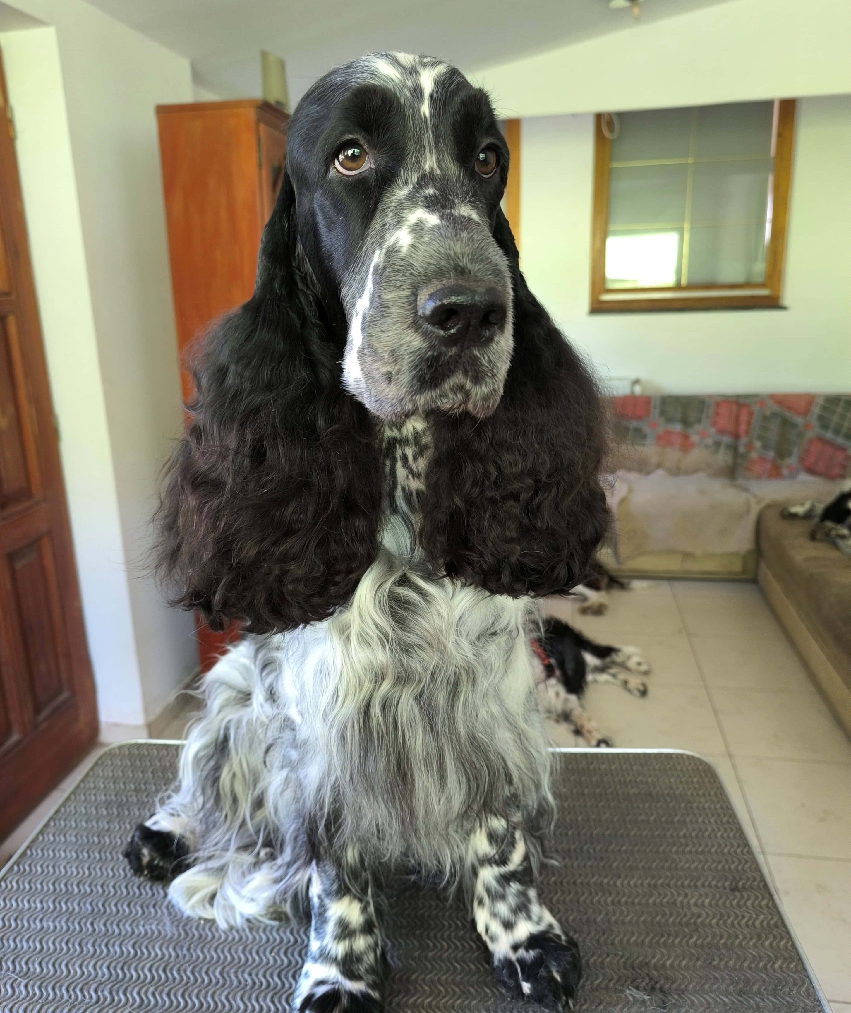 Springer Nest Kennel fotója