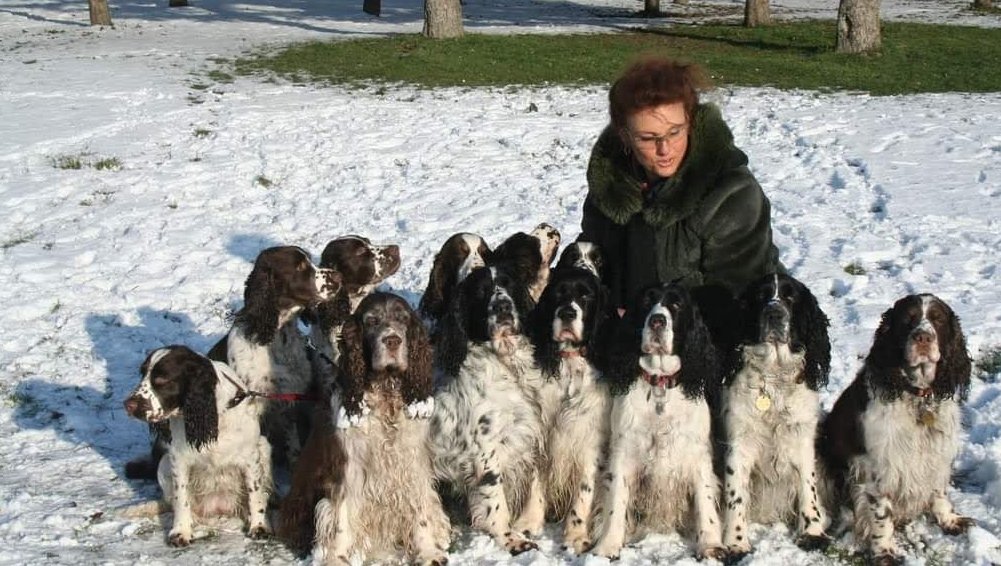Springer Nest Kennel fotója